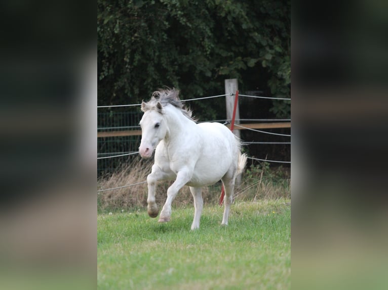 Welsh-A Castrone 7 Anni 122 cm Grigio pezzato in Dortmund