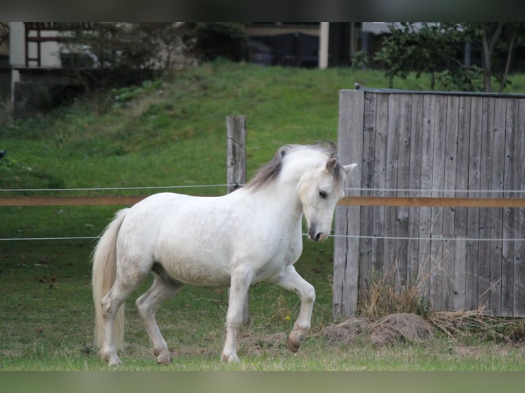 Welsh-A Castrone 7 Anni 122 cm Grigio pezzato in Dortmund