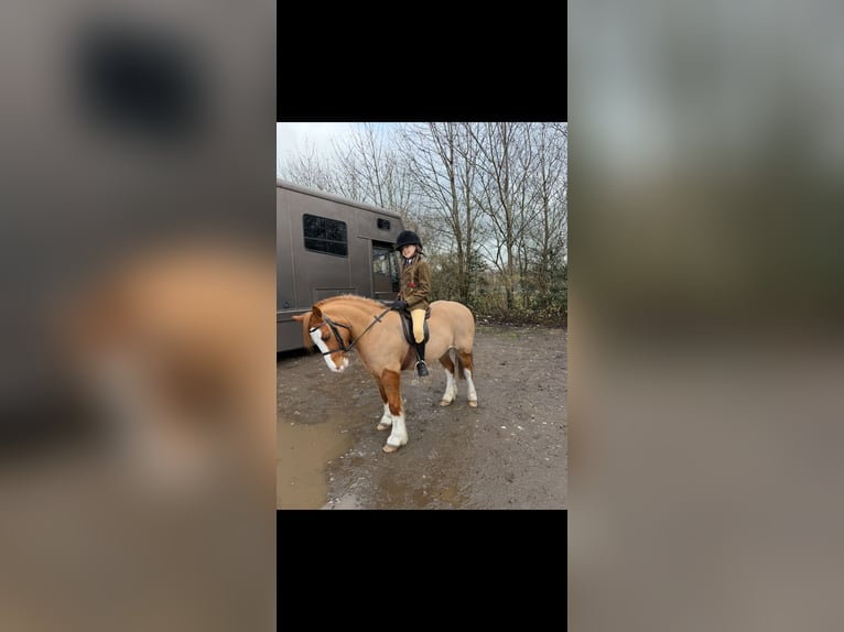 Welsh-A Castrone 7 Anni 122 cm Sauro scuro in Bolton
