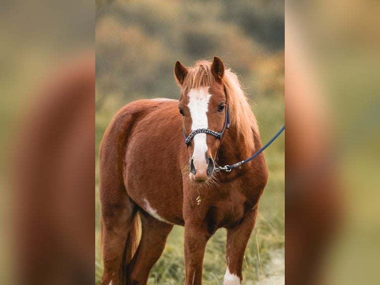 Welsh-A Castrone 7 Anni 123 cm Sauro in Lobsigen