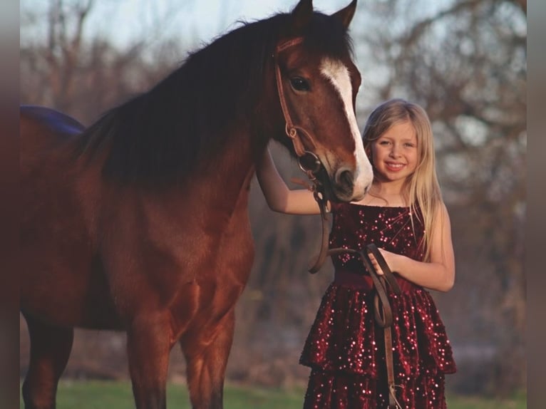 Welsh-A Castrone 7 Anni 124 cm Baio ciliegia in Stephenville