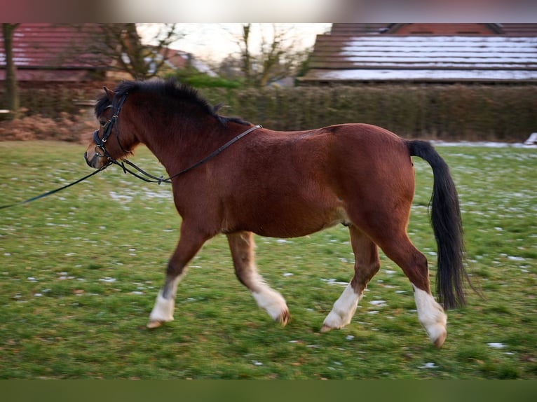 Welsh-A Castrone 7 Anni 126 cm Baio in Brome