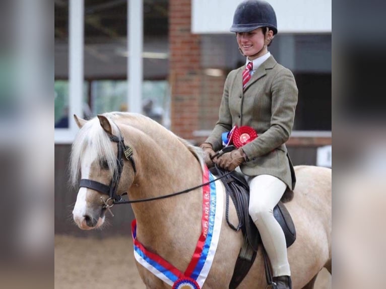 Welsh-A Castrone 7 Anni 130 cm Palomino in Zoelen