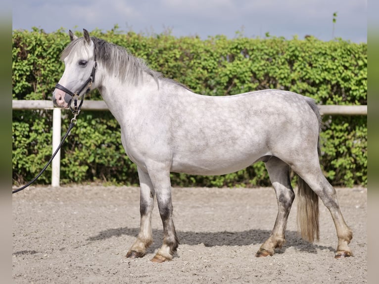 Welsh-A Castrone 7 Anni 135 cm Grigio pezzato in Neustadt (Wied)