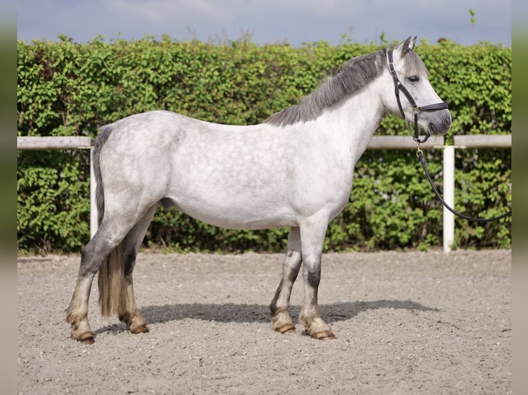 Welsh-A Castrone 7 Anni 135 cm Grigio pezzato in Neustadt (Wied)