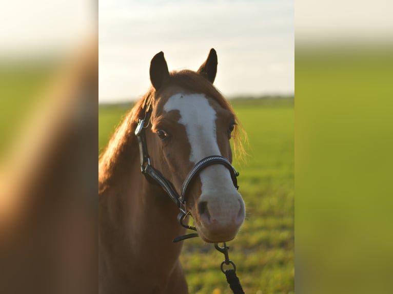 Welsh-A Castrone 8 Anni 115 cm Sauro ciliegia in Geilenkirchen
