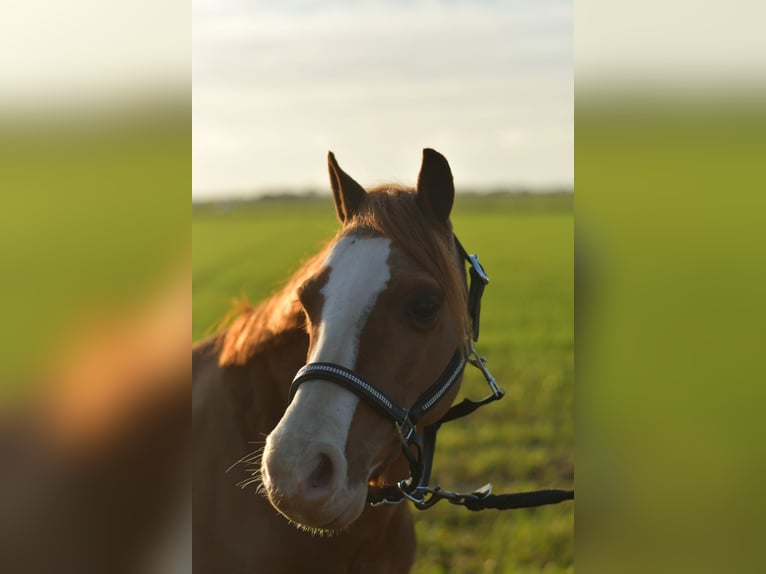 Welsh-A Castrone 8 Anni 115 cm Sauro ciliegia in Geilenkirchen