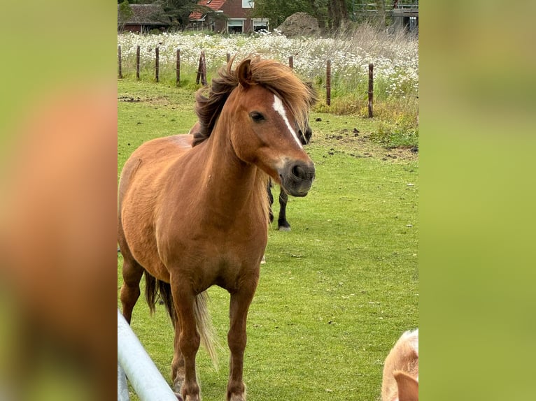Welsh-A Castrone 8 Anni 117 cm Baio in Rockanje