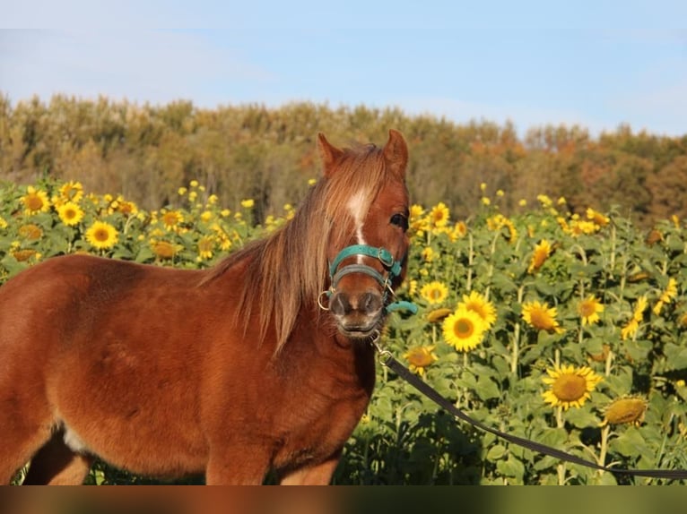 Welsh-A Castrone 8 Anni 117 cm Baio in Rockanje