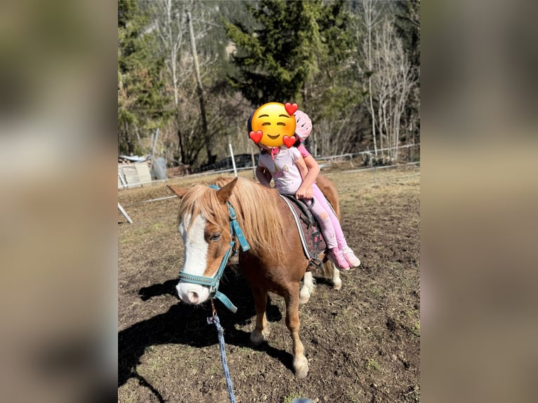 Welsh-A Castrone 8 Anni 120 cm Falbo in Hinterstoder