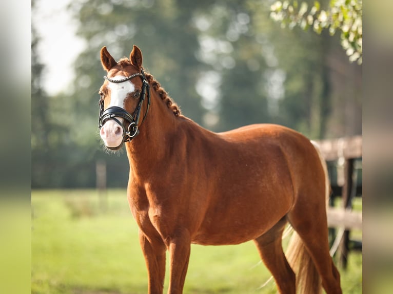 Welsh-A Castrone 8 Anni 121 cm Sauro in Groenekan