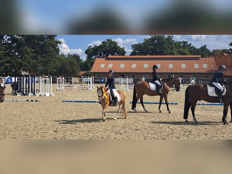 Welsh-A Castrone 8 Anni 125 cm Red dun in Burgdorf