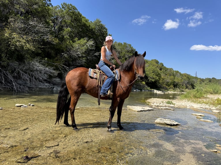 Welsh-A Mix Castrone 8 Anni 137 cm Baio ciliegia in Cleburne