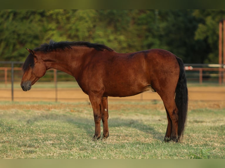 Welsh-A Mix Castrone 8 Anni 137 cm Baio ciliegia in Cleburne