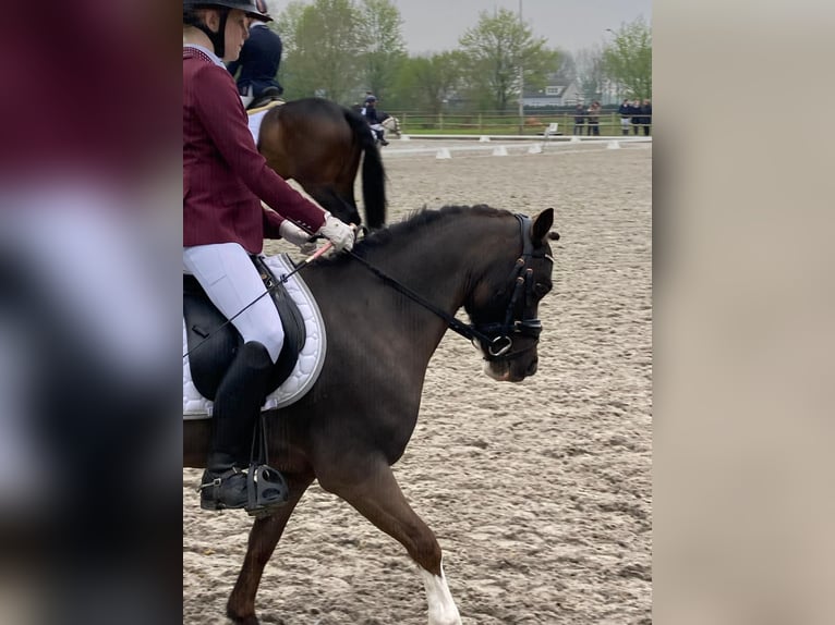 Welsh-A Castrone 9 Anni 117 cm Morello in Zegge