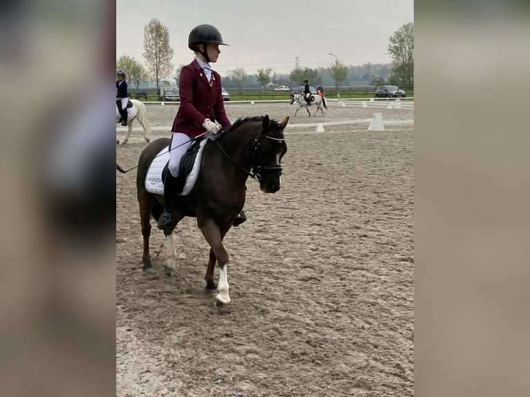 Welsh-A Castrone 9 Anni 117 cm Morello in Zegge