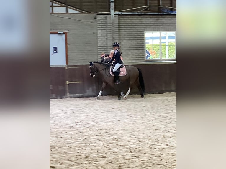 Welsh-A Castrone 9 Anni 117 cm Morello in Zegge