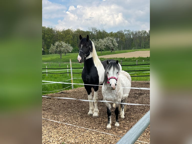 Welsh-A Castrone 9 Anni 121 cm Grigio in Eberdingen