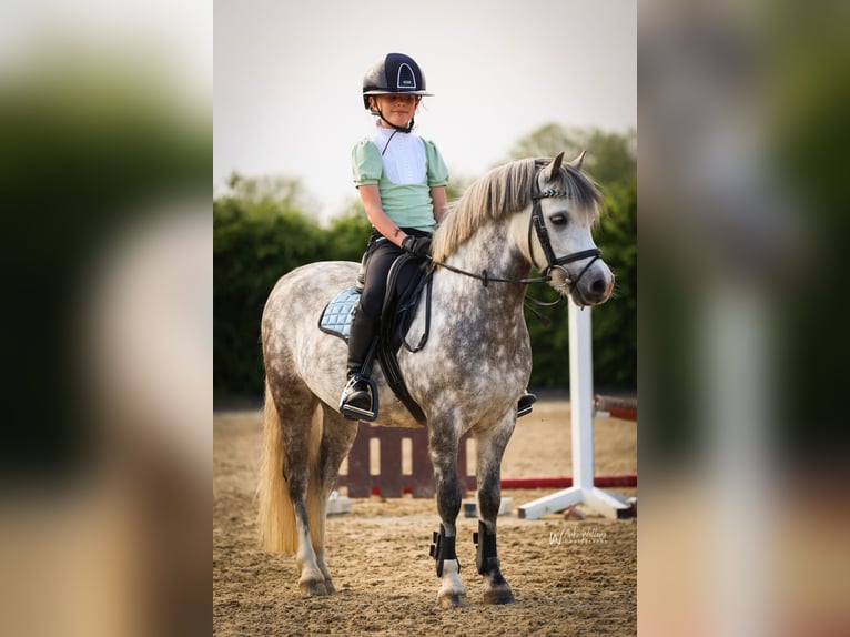 Welsh-A Castrone 9 Anni 121 cm Leardo in Selfkant