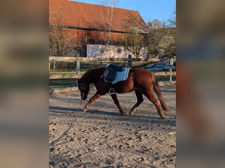 Welsh-A Castrone 9 Anni 125 cm Sauro in Münsterhausen