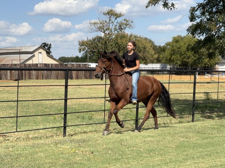 Welsh-A Mix Castrone 9 Anni 137 cm Baio ciliegia in Cleburne