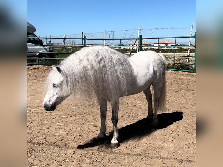 Welsh-A Étalon 13 Ans 117 cm Gris in Jerez