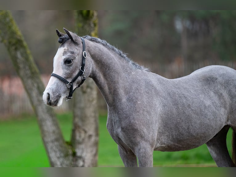 Welsh-A Étalon 1 Année 105 cm  in GROTE-BROGEL