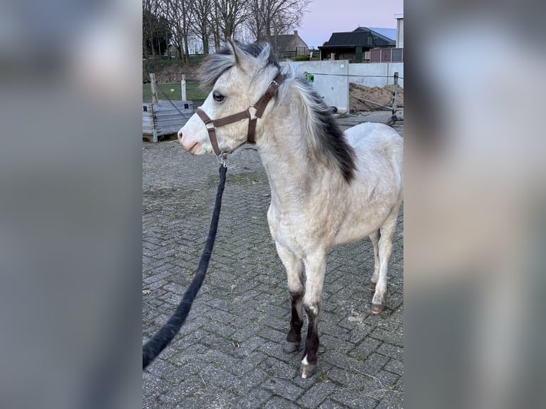 Welsh-A Étalon 1 Année 107 cm Buckskin in Zevenbergschen Hoek