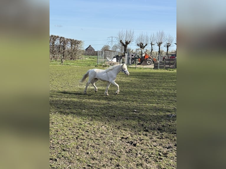 Welsh-A Étalon 1 Année 107 cm Cremello in Zevenbergschen Hoek
