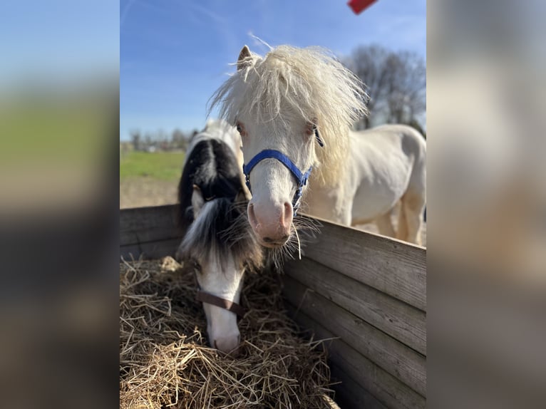 Welsh-A Étalon 1 Année 107 cm Cremello in Zevenbergschen Hoek