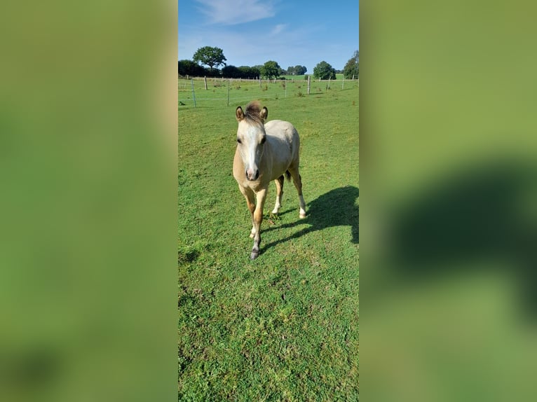 Welsh-A Étalon 1 Année 110 cm Buckskin in Osdorf