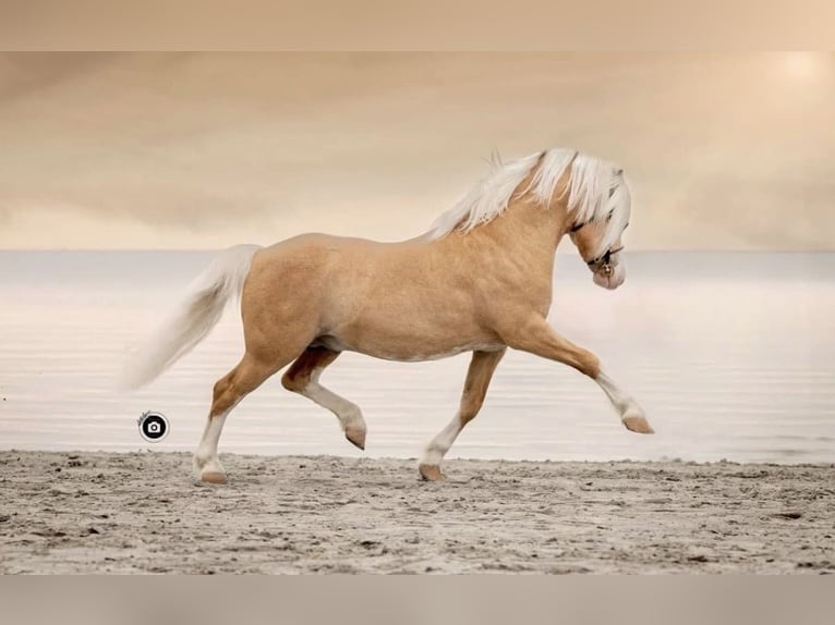 Welsh-A Étalon 1 Année 110 cm Buckskin in ZwingenbergZwingenberg
