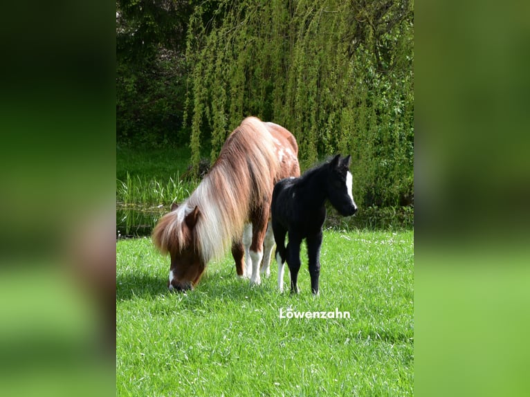 Welsh-A Étalon 1 Année 110 cm Peut devenir gris in Lüneburg