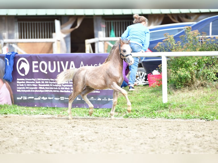 Welsh-A Étalon 1 Année 120 cm Aubère in Kirchdorf in Tirol