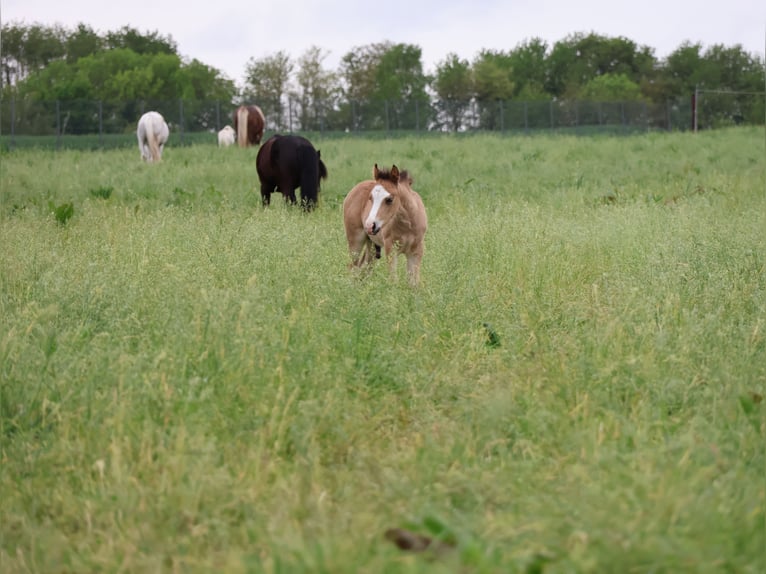 Welsh-A Croisé Étalon 1 Année 120 cm Buckskin in Scheibenhardt