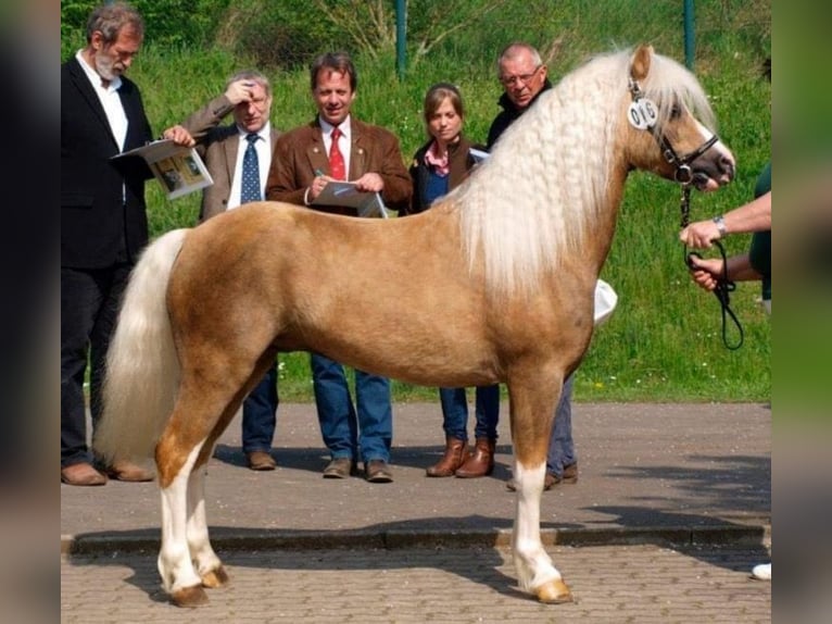 Welsh-A Croisé Étalon 1 Année 120 cm Buckskin in Scheibenhardt