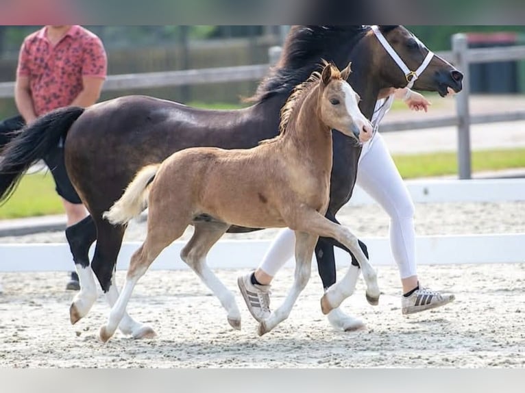 Welsh-A Étalon 1 Année 121 cm Alezan in Kloosterburen