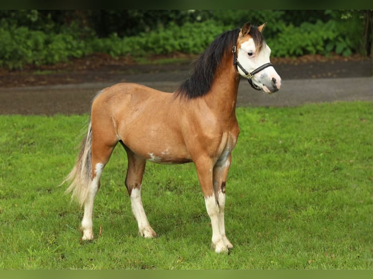 Welsh-A Étalon 1 Année 121 cm Isabelle in Groningen