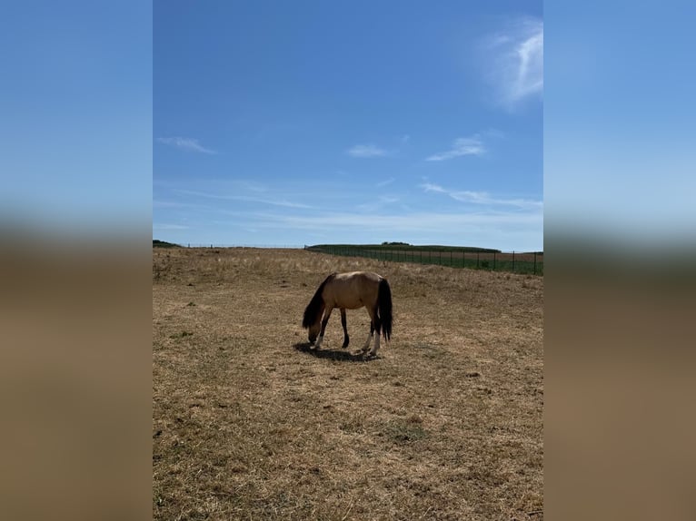 Welsh-A Étalon 1 Année 125 cm Buckskin in Scheibenhardt