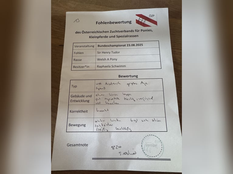 Welsh-A Étalon 1 Année Bai brun in Wegscheid