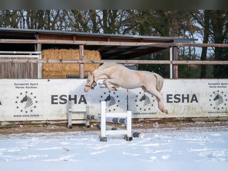 Welsh-A Étalon 2 Ans 109 cm Cremello in Grote Brogel