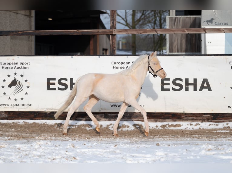 Welsh-A Étalon 2 Ans 109 cm Cremello in Grote Brogel