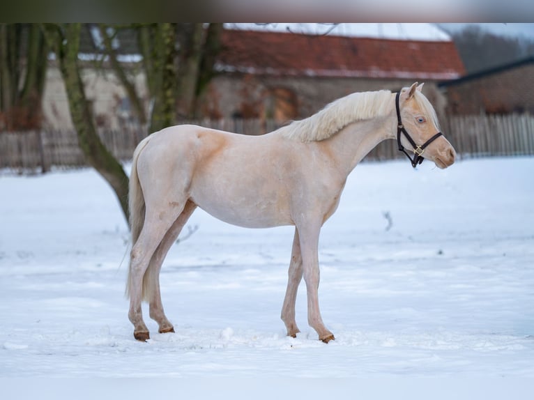 Welsh-A Étalon 2 Ans 109 cm Cremello in Grote Brogel