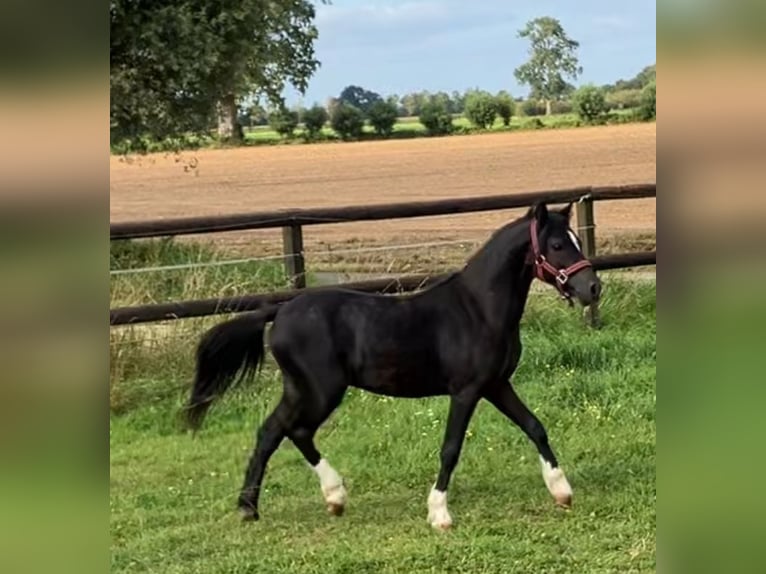 Welsh-A Étalon 2 Ans 110 cm Noir in Baak