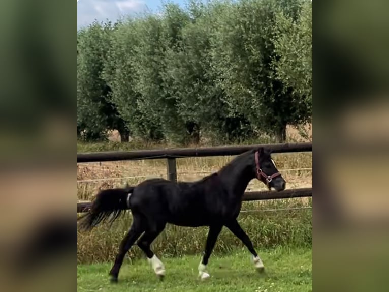 Welsh-A Étalon 2 Ans 110 cm Noir in Baak