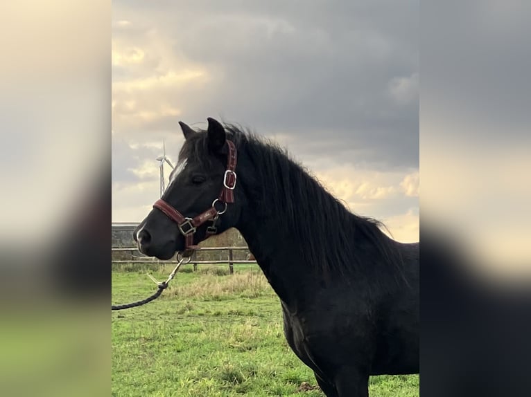 Welsh-A Étalon 2 Ans 110 cm Noir in Baak