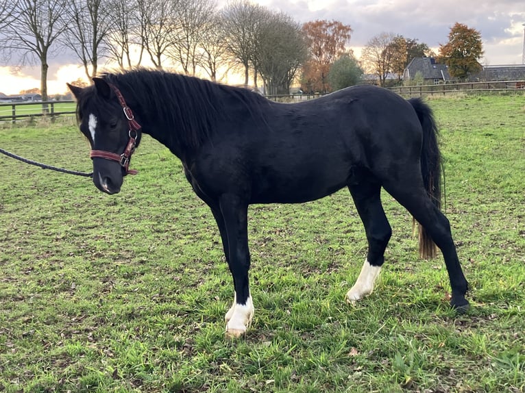 Welsh-A Étalon 2 Ans 110 cm Noir in Baak