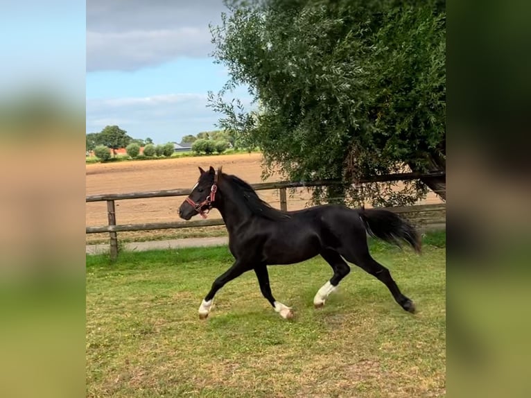Welsh-A Étalon 2 Ans 110 cm Noir in Baak