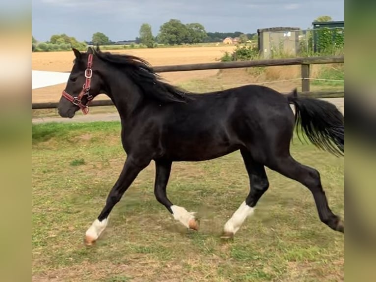 Welsh-A Étalon 2 Ans 110 cm Noir in Baak