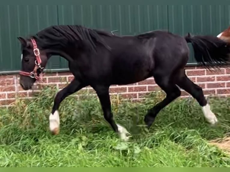 Welsh-A Étalon 2 Ans 110 cm Noir in Baak